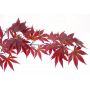 ACER  palmatum 'Atropurpureum' de bouture en godet