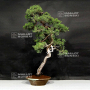 VENDU Juniperus chinensis itoigawa ref:19040194