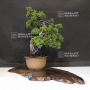 VENDU juniperus chinensis 25060216