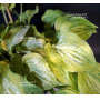 Hosta Silver threads and golden needles