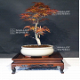 acer palmatum seigen  06050216