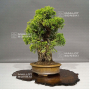VENDU juniperus chinensis itoigawa 30070217