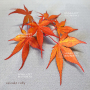 cascade ruby ® variété protégée