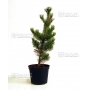 pinus pentaphylla variété "glauca" pot 2.5 litres