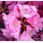 rhododendron wine and roses ®