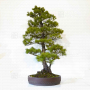 VENDU Pinus pentaphylla 24010223
