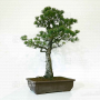 VENDU Pinus pentaphylla 24010224