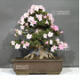 PT rhododendron gyoten 29040221