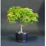 acer palmatum 'kiyohime' and bonsai pot set
