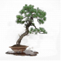 PT Pinus pentaphylla 23090224