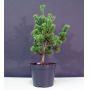 Pinus parviflora var. negishi 7.5 litres