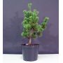 Pinus parviflora var. negishi 4 litres