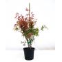 Acer palmatum 'Beni komachi' en godet