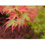 Acer palmatum 'Beni shichihenge' en godet