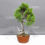 juniperus chinensis itoigawa ref 30080236