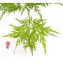 Acer palmatum emerald lace en godet