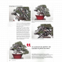 BONSAI FOCUS N° 132