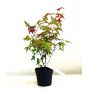 Acer palmatum DESHOJO en godet