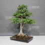 VENDU Acer buergerianum 16080248