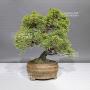 VENDU juniperus chinensis itoigawa 20090241
