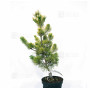 Pinus parviflora du Japon "goldilock"
