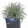 ficinia truncata ice crystal pot 2 litres