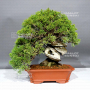 VENDU juniperus chinensis itoigawa ref: 05110242