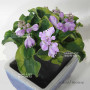 Hosta school mouse