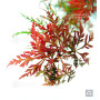 RED BABY LACE