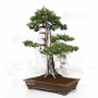 Juniperus rigida 20070251