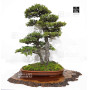 picea  jezoensis 28070252