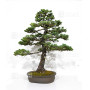 picea  jezoensis 28070251
