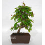 carpinus turczaninowii ref : 23070251