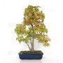 Acer palmatum ref: 23070252