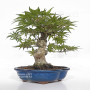 acer palmatum seigen  ref : 23070253