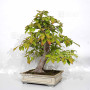 pseudocamelia japonica 23070254