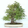 acer palmatum beni chidori 23070255