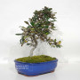 eleagnus pungens maculata aurea 12020258