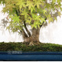 Acer palmatum ref: 24070251