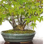 VENDU acer palmatum ref: 24070254
