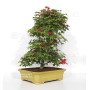 acer palmatum deshojo 24070253