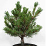 Pinus parviflora var. iona