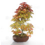 acer palmatum deshojo 17030234