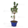 Pinus thunbergii kotobuki 30-35 cm