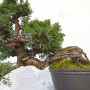 Juniperus chinensis itoigawa 12020254