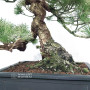 Pinus pentaphylla ref 12020253