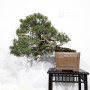 pinus pentaphylla 12020259