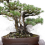 Pinus pentaphylla ref: 21020258