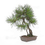 pinus densiflora ref : 210202511