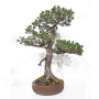 Pinus pentaphylla ref: 21020254